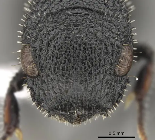 Cataulacus hispidulus - CASENT0922497