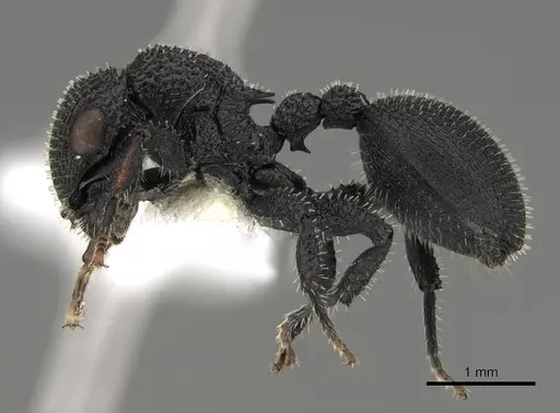 Cataulacus hispidulus - CASENT0922497