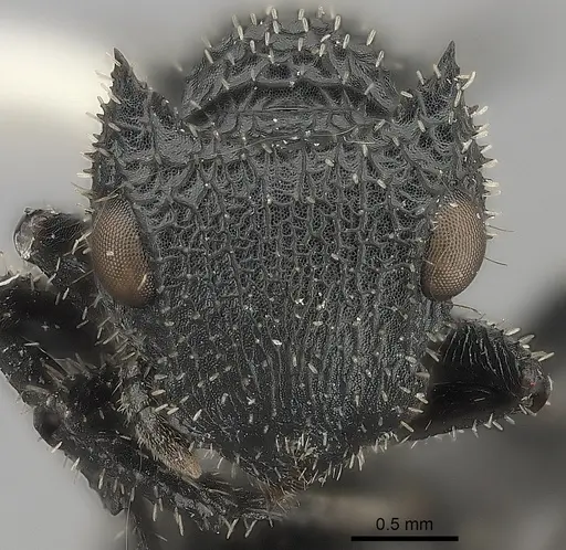 Cataulacus horridus specimen