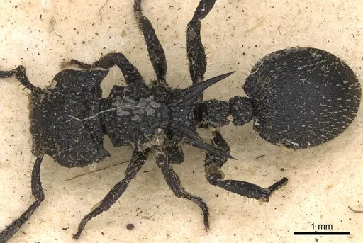 Cataulacus horridus - CASENT0900259