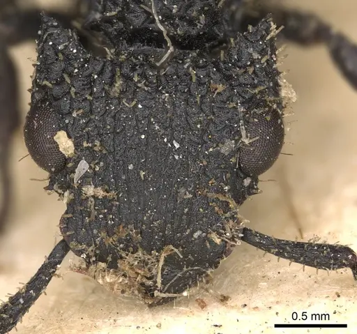 Cataulacus horridus - CASENT0900259