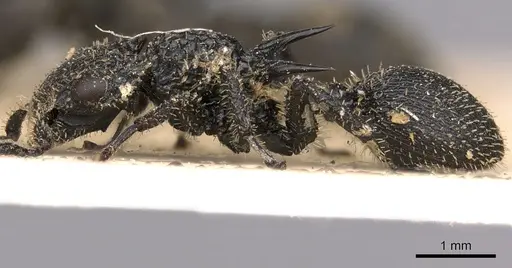 Cataulacus horridus - CASENT0900259