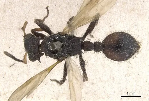 Cataulacus horridus - CASENT0901448