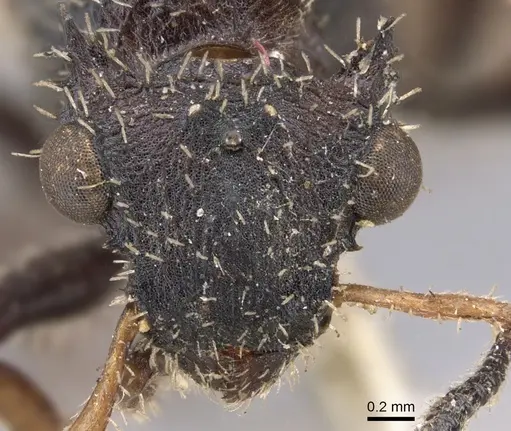 Cataulacus horridus - CASENT0901448