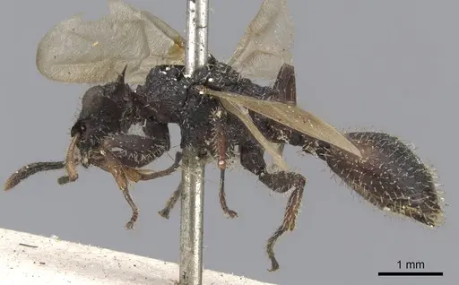 Cataulacus horridus - CASENT0901448