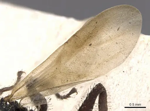 Cataulacus horridus - CASENT0901448