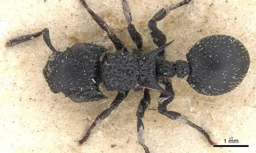 Cataulacus horridus - CASENT0901449