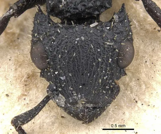 Cataulacus horridus - CASENT0901449