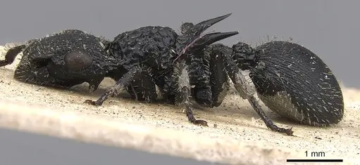 Cataulacus horridus - CASENT0901449