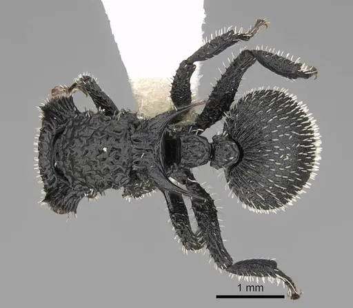 Cataulacus horridus - CASENT0922498