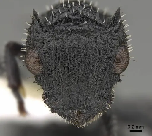 Cataulacus horridus - CASENT0922498