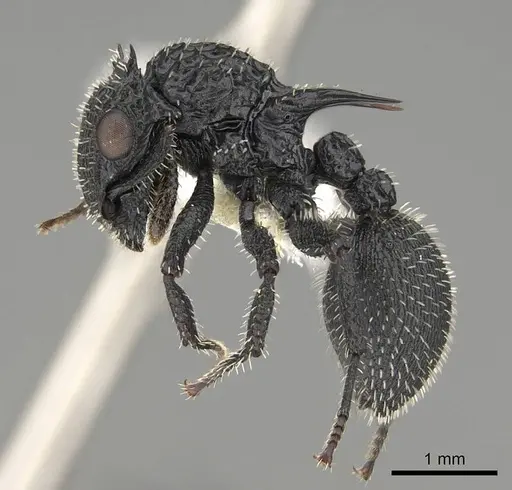 Cataulacus horridus - CASENT0922498