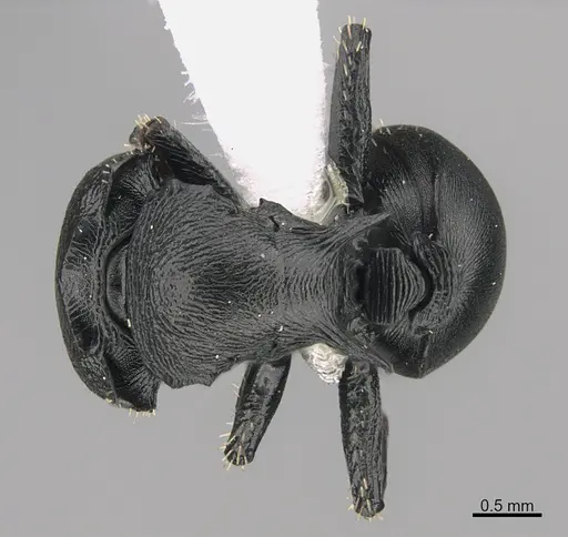 Cataulacus huberi specimen