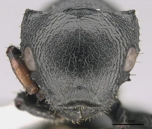 Cataulacus huberi specimen