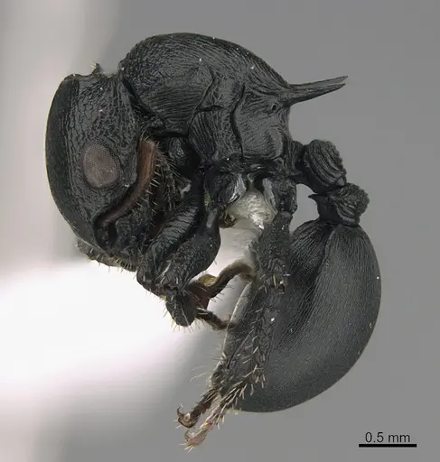 Cataulacus huberi specimen