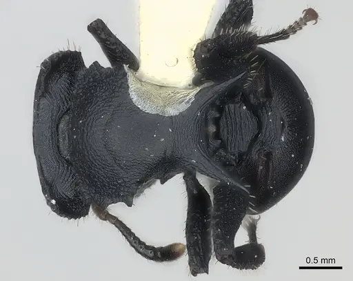 Cataulacus huberi - CASENT0217826