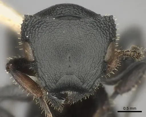 Cataulacus huberi - CASENT0217826