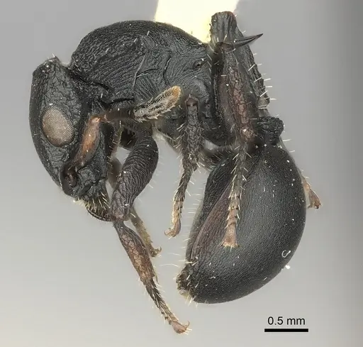 Cataulacus huberi - CASENT0217826