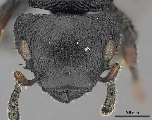 Cataulacus huberi - CASENT0235430