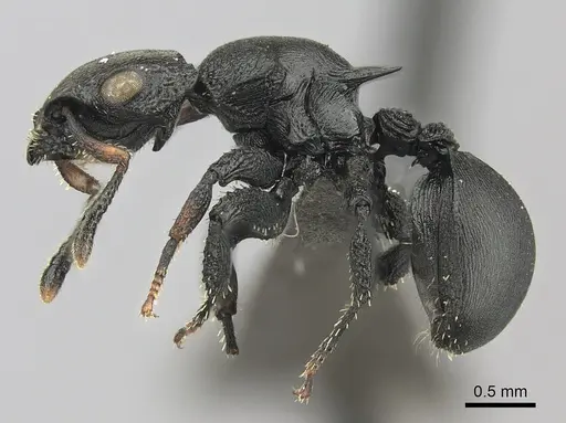 Cataulacus huberi - CASENT0235430