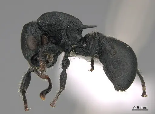 Cataulacus huberi - CASENT0403457