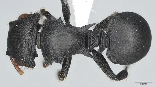 Cataulacus huberi - CASENT0405113