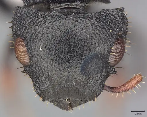 Cataulacus huberi - CASENT0405113