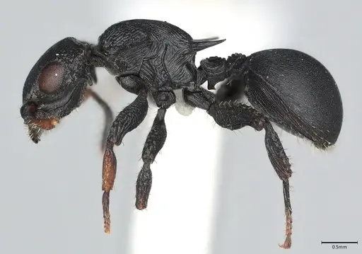 Cataulacus huberi - CASENT0405113