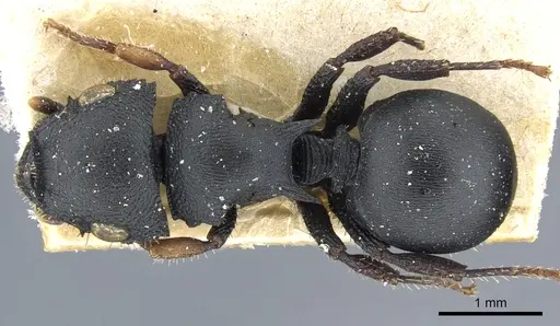 Cataulacus huberi - CASENT0904885