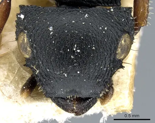 Cataulacus huberi - CASENT0904885