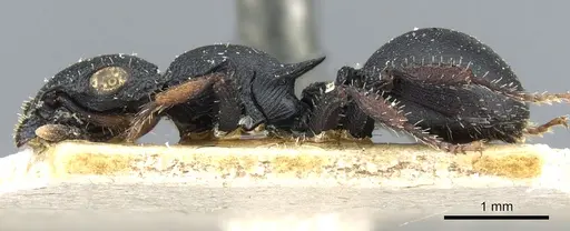 Cataulacus huberi - CASENT0904885