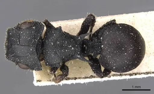 Cataulacus huberi - CASENT0909225