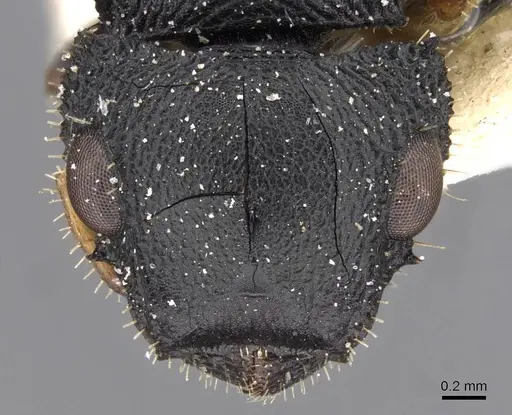 Cataulacus huberi - CASENT0909225