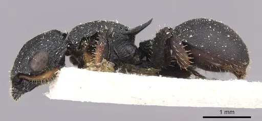 Cataulacus huberi - CASENT0909225