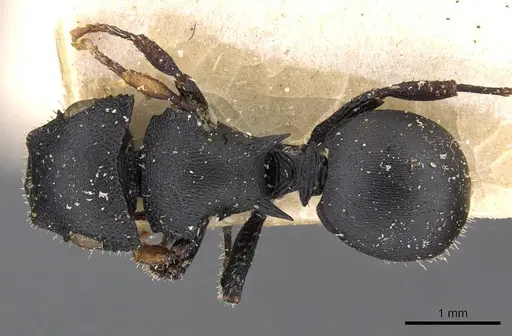 Cataulacus huberi - CASENT0909226