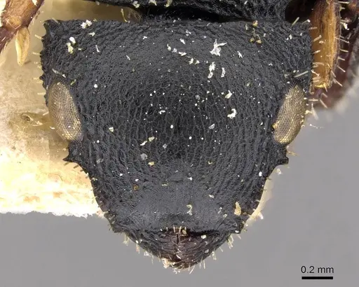 Cataulacus huberi - CASENT0909226