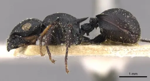 Cataulacus huberi - CASENT0909226