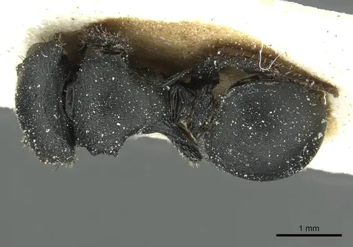 Cataulacus huberi - CASENT0912551