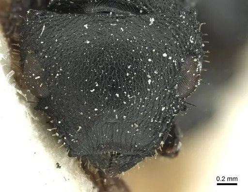 Cataulacus huberi - CASENT0912551