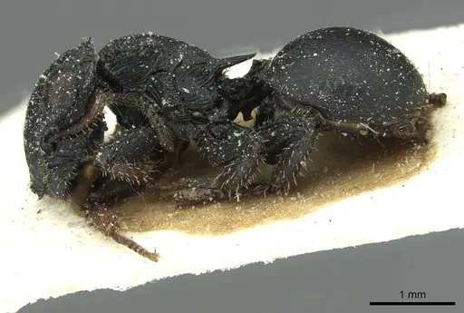 Cataulacus huberi - CASENT0912551