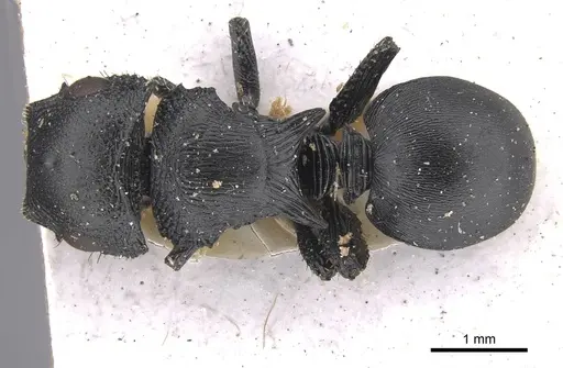 Cataulacus huberi - CASENT0915358