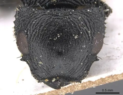 Cataulacus huberi - CASENT0915358