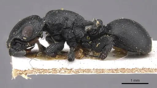 Cataulacus huberi - CASENT0915358