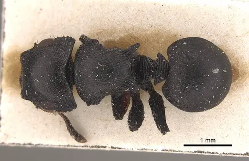 Cataulacus huberi - CASENT0919585