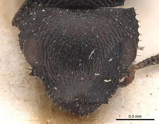 Cataulacus huberi - CASENT0919585