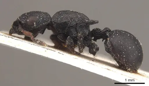 Cataulacus huberi - CASENT0919585