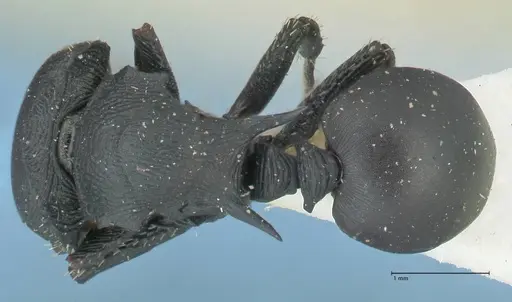 Cataulacus huberi - FOCOL2132