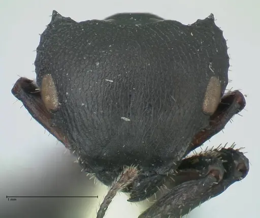 Cataulacus huberi - FOCOL2132