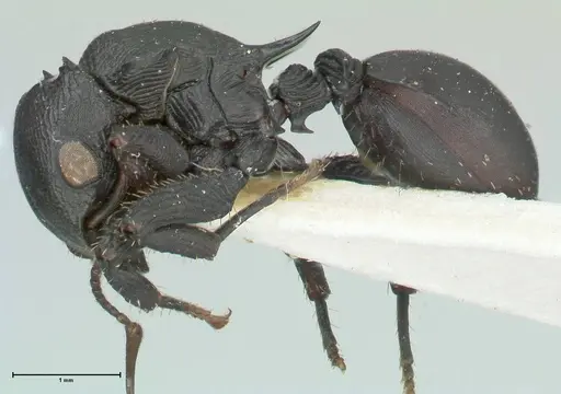 Cataulacus huberi - FOCOL2132