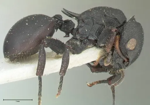 Cataulacus huberi - FOCOL2132